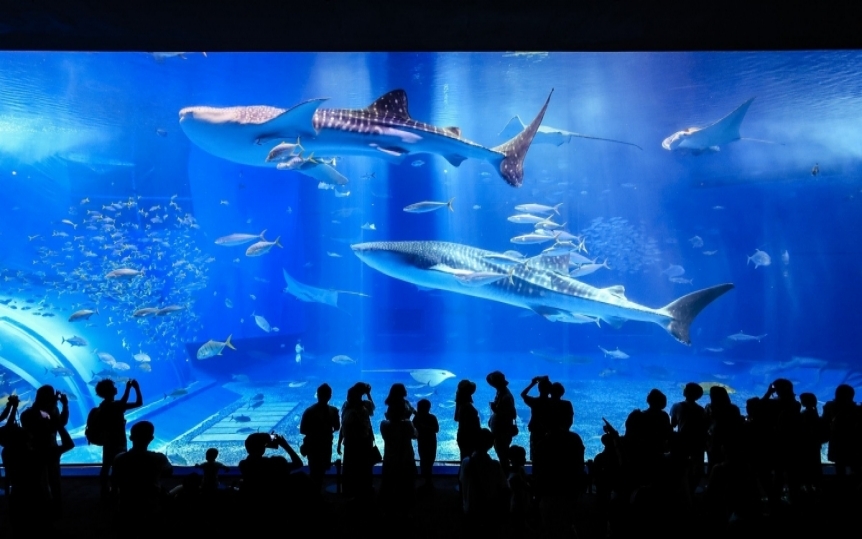Okinawa Churaumi Aquarium